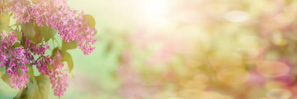 istock pink flowers on a sunny day 1310635446
