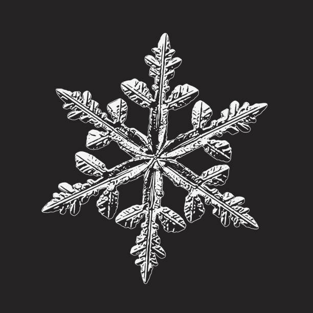 Real snowflake isolated on black background Snowflake isolated on black background. Vector illustration based on real snow crystal at high magnification: elegant stellar dendrite with six thin, fragile arms, ornate shape and complex details. snowflake shape clipart stock illustrations