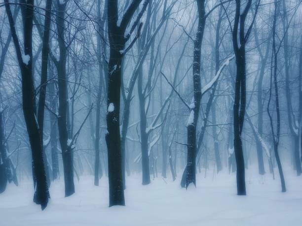 istock Fog in the winter forest. Cold weather in the park. 1310636563