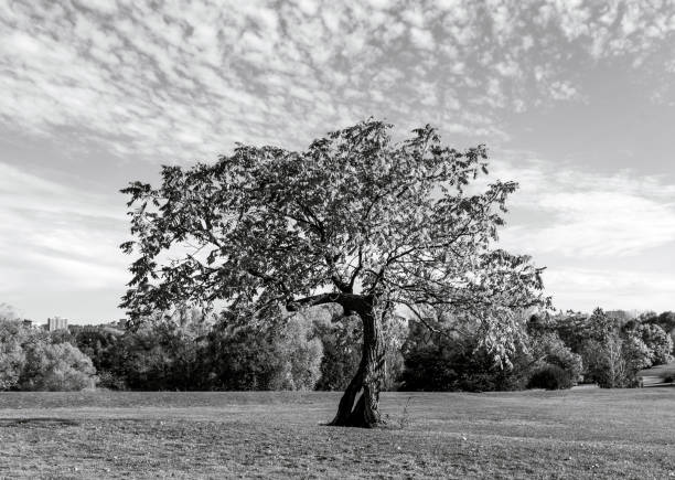 istock Autumn at the Arboretum 1310637551