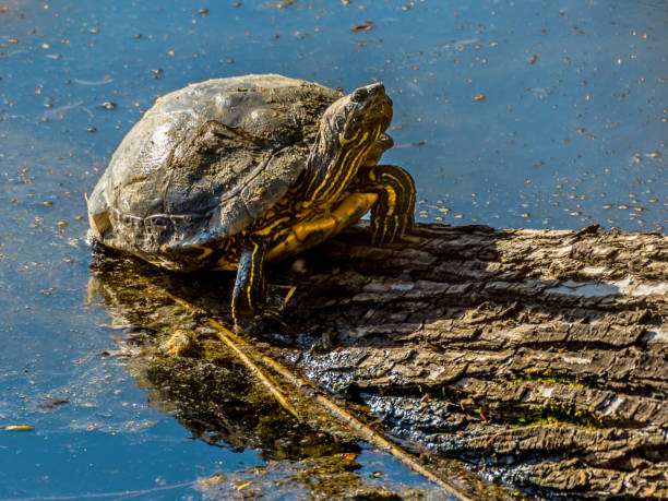 istock Turtle sitting on log in lake 1310638128
