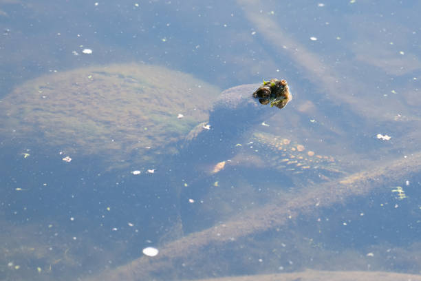istock Huge turtle hiding under the water 1310638827