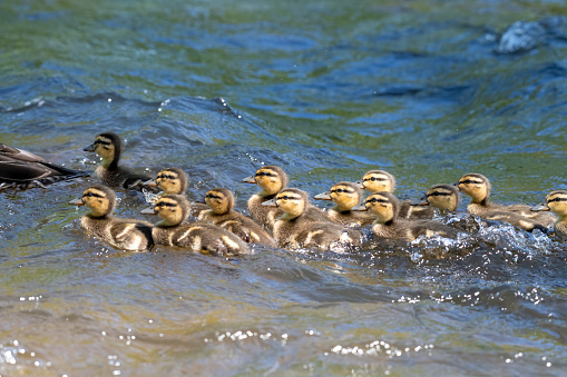 Mallard ducklings swimming in the Ottawa River on a sunny day in Canada