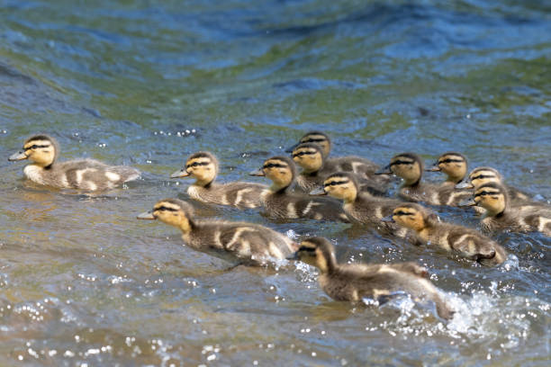 During a walk along a riverbank, a family of ducks swam past me. Quickly I took out my camera and took some pictures. The little ducklings swam so close past me, as if it had not afraid of me. It seemed like it was posing for my picture.