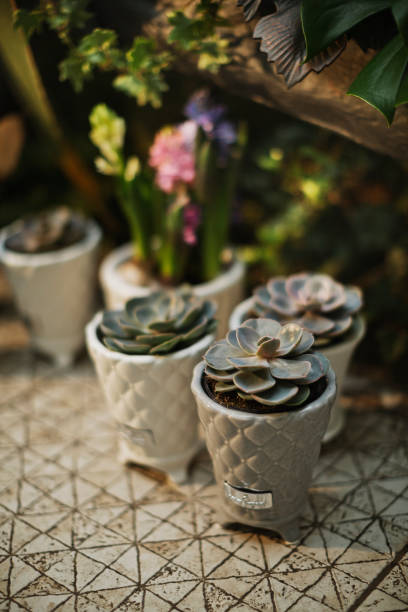 istock Decorative potted different plants in beautiful pot inside house interior 1310639372