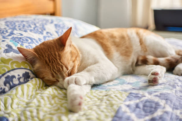 istock A cat sleeping in the bedroom bed 1310640822