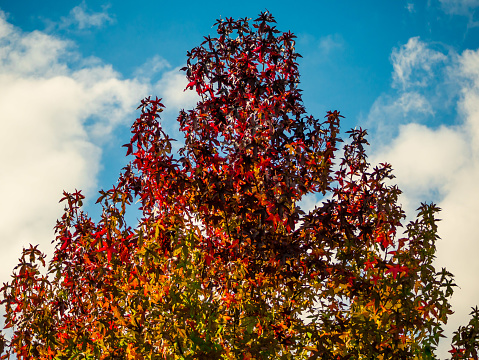 Autumn tree with multicolored foliage, blue sky clouds in background