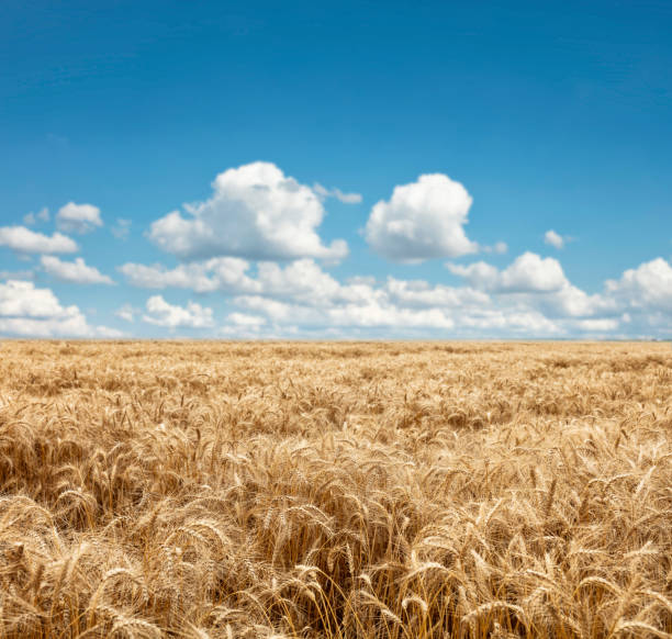 Wheat Field XXXL
