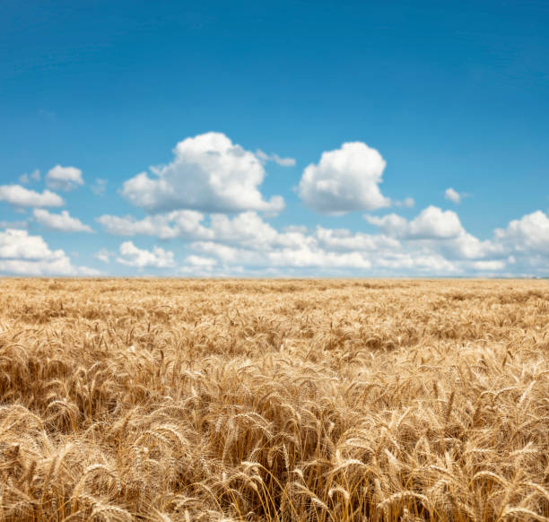 Wheat Field XXXL stock photo