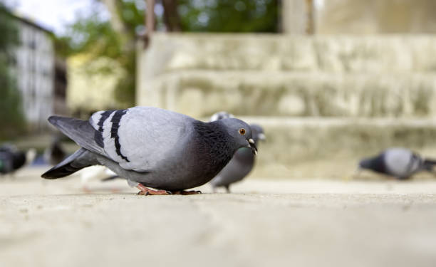 Pigeons on street