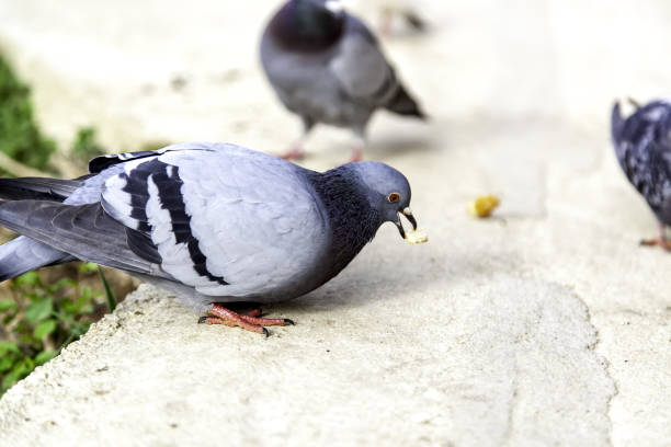 istock Pigeons on street 1310643550