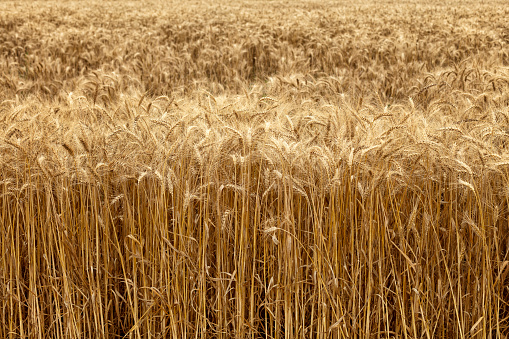 Golden wheat field. Architecture image.