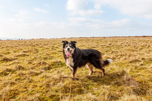 Friendly border collie on moorland grass