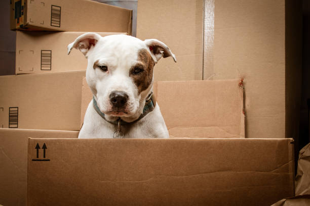 istock Puppy Dog in A Cardboard Box looking at the Camera 1310645819