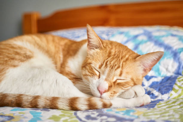 istock A cat sleeping in the bedroom bed 1310646569