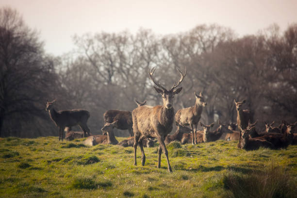 istock Deers in Richmond park 1310646758