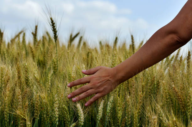 istock Young woman hand and wheat field 1310647520