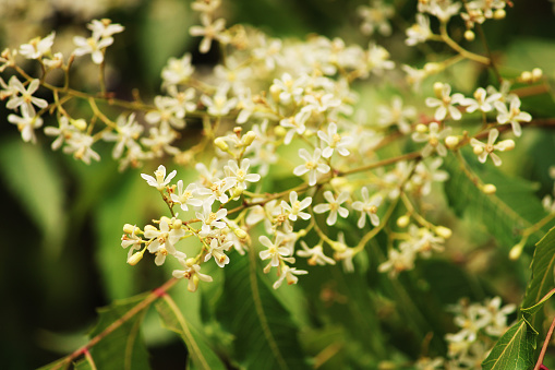 Spring wattle in bloom