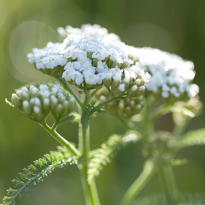 blooming yarrow with dewdrops on petals growing in a summer sunny field