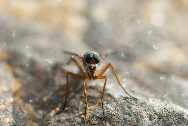 istock Close-up mosquito with big funny green eyes 1310649637
