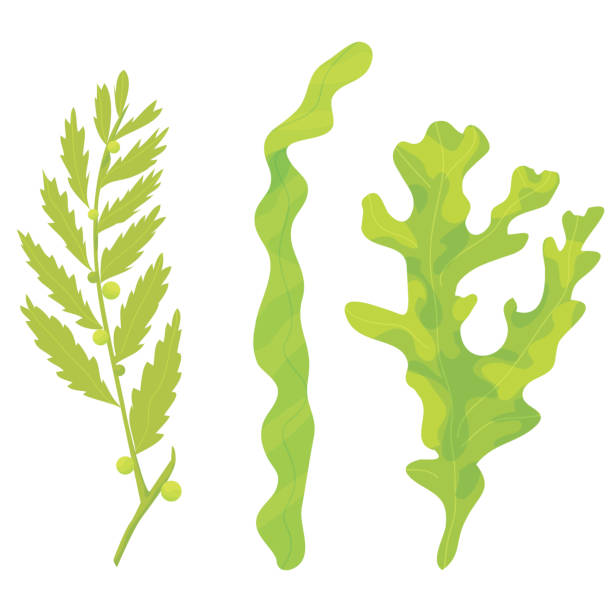 ilustrações, clipart, desenhos animados e ícones de três tipos de algas isoladas em fundo branco - spirulina bacterium seaweed food clipping path