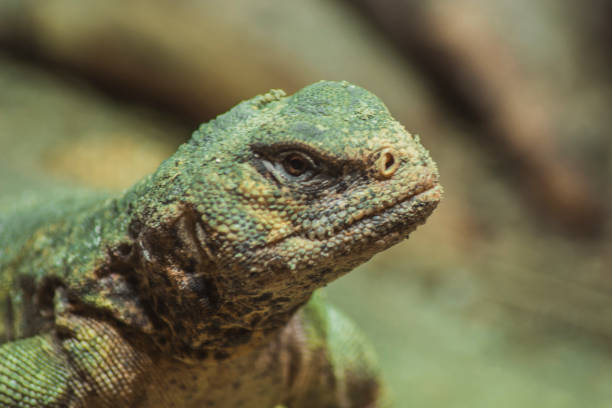 istock A close-up portrait of an Egyptian agama lizard 1310651921