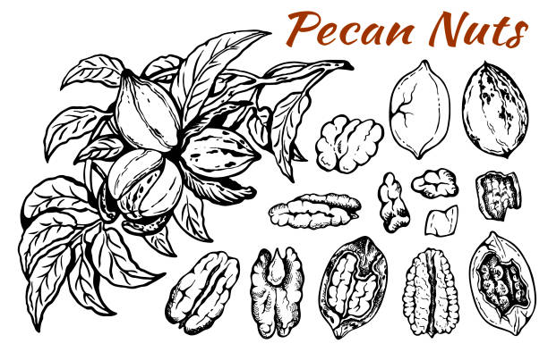 葉を持つピーカンナットのスケッチ図面セット - pecan nut hickory tree food and drink点のイラスト素材／クリップアート素材／マンガ素材／アイコン素材