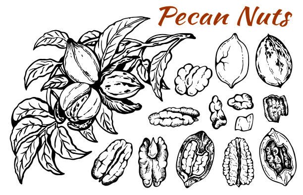 szkicowy zestaw orzechów pekan z liśćmi - pecan stock illustrations