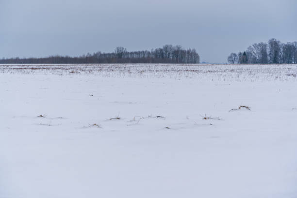 istock White Snow Covering Ground Background on Cloudy Day with Skyline 1310655436