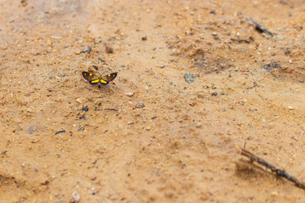 Yellow and black butterfly on sandy ground