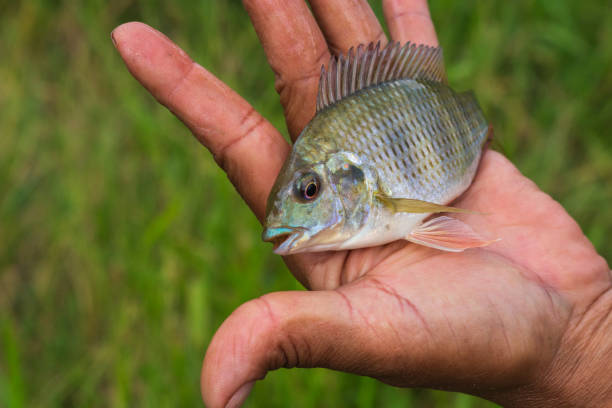 istock Fish caught from lake in a man's hand 1310656909