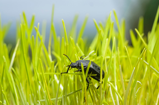 Black cockroach crawling on green grass meadow ecosystem,animal insects wildlife.