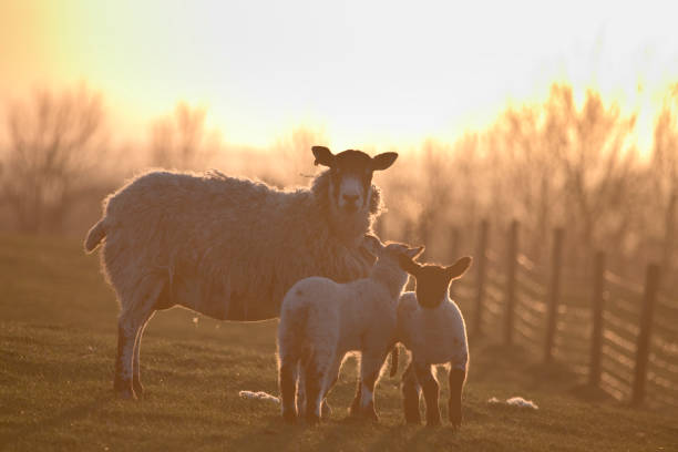 istock Ewes and lambs in a grass field in spring at sunset 1310657053