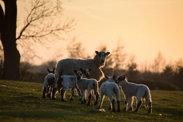 istock Ewes and lambs in a grass field in spring at sunset 1310657054
