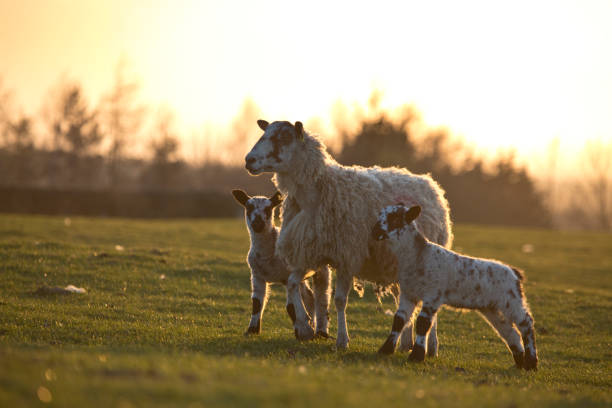istock Ewes and lambs in a grass field in spring at sunset 1310657071