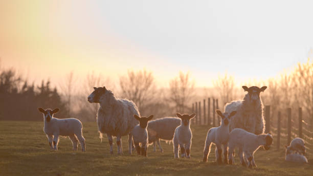 istock Ewes and lambs in a grass field in spring at sunset 1310657075