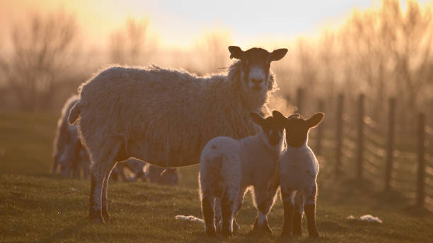 istock Ewes and lambs in a grass field in spring at sunset 1310657078