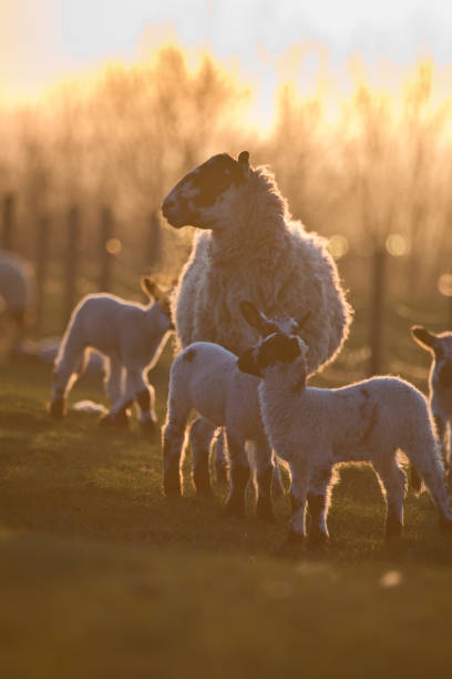 istock Ewes and lambs in a grass field in spring at sunset 1310657079