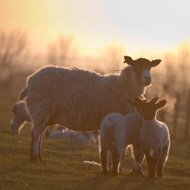 istock Ewes and lambs in a grass field in spring at sunset 1310657087