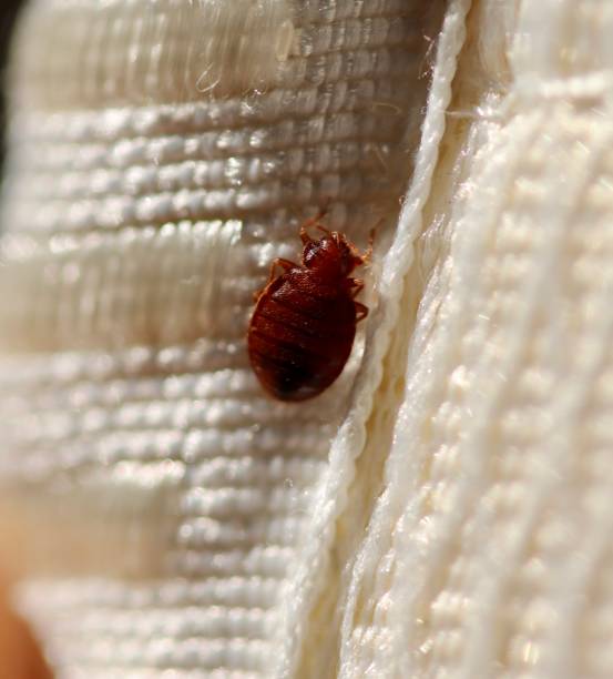 Bedbugs Bed bug infestations parasite infestation stock pictures, royalty-free photos & images