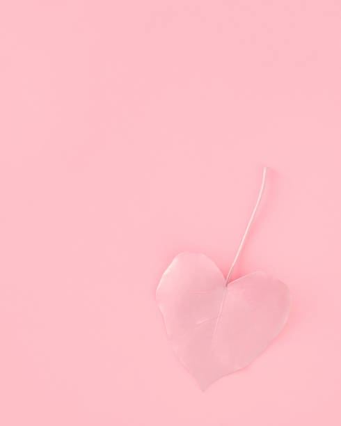 Soft pink background with painted leaf. Minimal pastel concept.