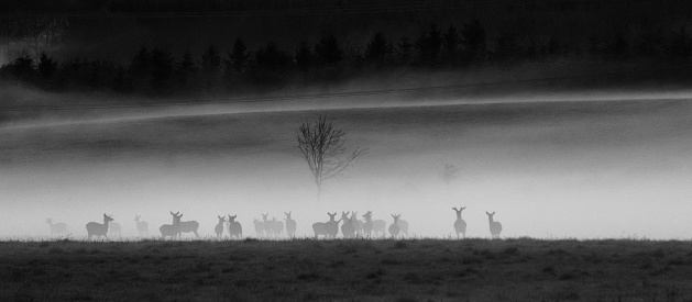 group of deers standing on meadow covered in fog in the evening