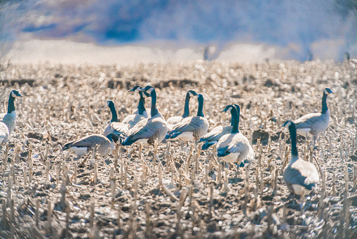 Flock of Bar headed goose Flying in Wheat Fields