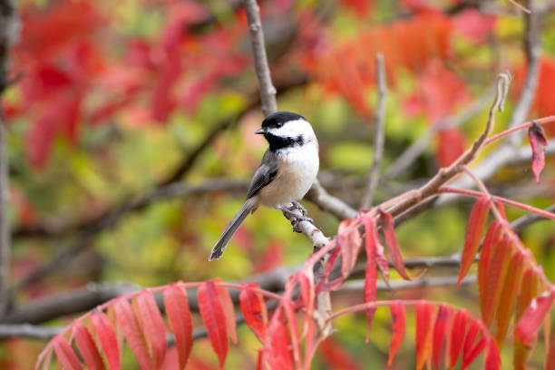 istock Chickadee Portrait on a Red Plant 1310662755