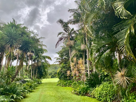 Horizontal vanishing point landscape of lush tropical nature with green lawn grass and established landscaped garden of palm trees and island foliage heading out to a grey overcast sky in Bangalow Byron Bay area Australia