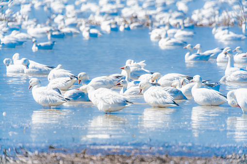In the spring, snow geese return to Quebec