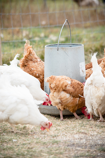 There are many free range hen gathered here for a feeding on the farm