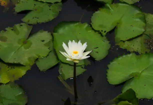 Water lily or white lotus flower in pond.