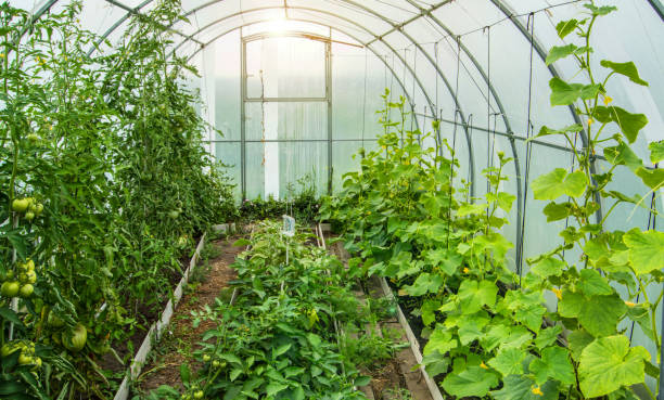 istock Cucumbers and tomatoes grow in a modern polycarbonate greenhouse solar arc, sunlight through transparent walls, the concept of growing crops 1310664547