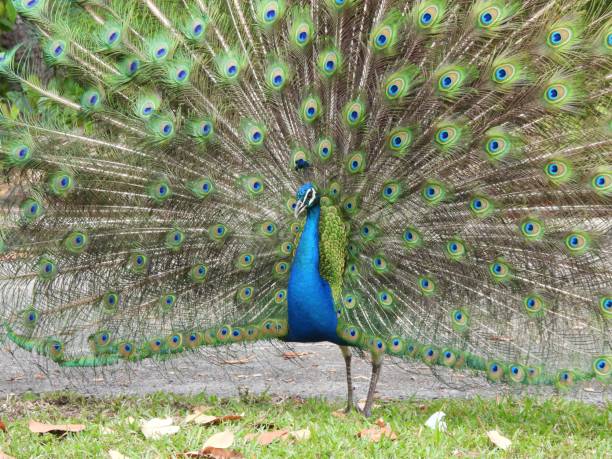 istock Peacock (Pavo cristatus) male raises its tail in mating and courtship rituals 1310664749